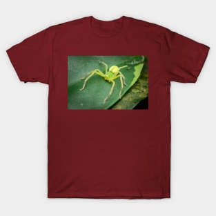 A female green huntsman spider (Micrommata virescens) T-Shirt